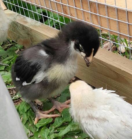 Sexage Poussin Marans