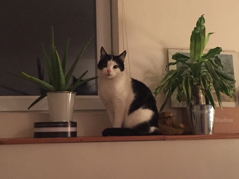 Rodium, chat noir et blanc né en mai 2015 Img_9716