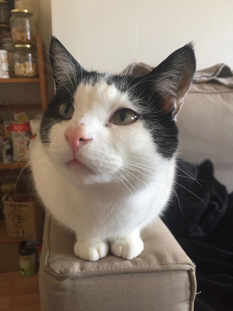 Rodium, chat noir et blanc né en mai 2015 Img_9823