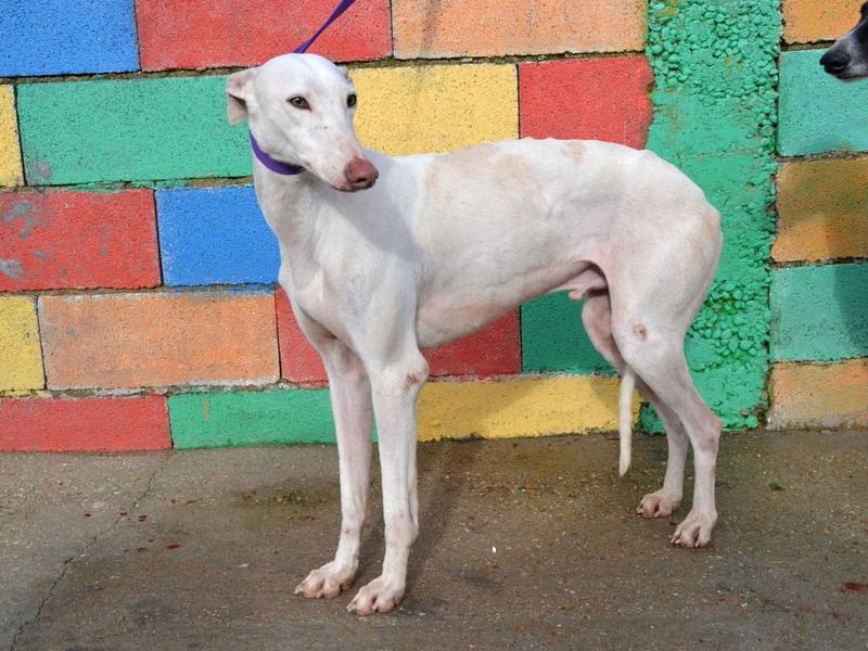 David enfin la vraie vie chez Laure Adopté Galgo_20