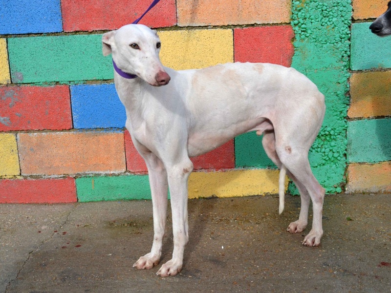 David enfin la vraie vie chez Laure Adopté  Galgo_20