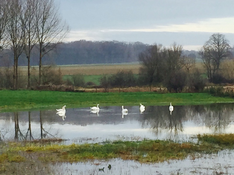 Petite sortie au bord de l'Ognon ... Img_1618