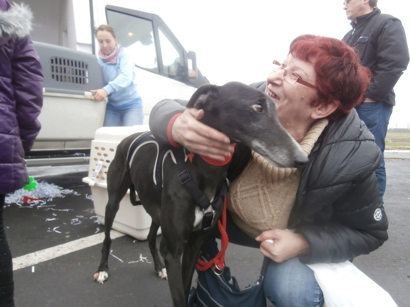 Carlos, galgo noir et un peu de blanc, 4 ans. Réservé P2070021