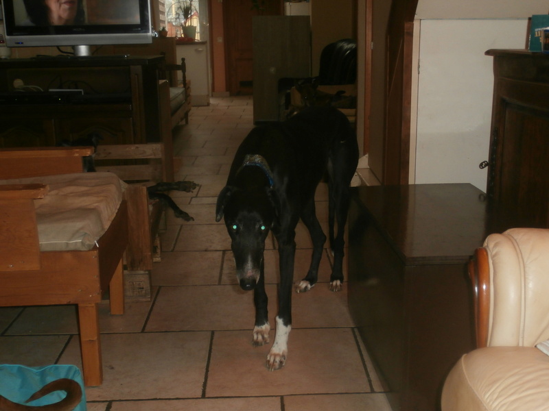 Carlos, galgo noir et un peu de blanc, 4 ans. Réservé P2070024