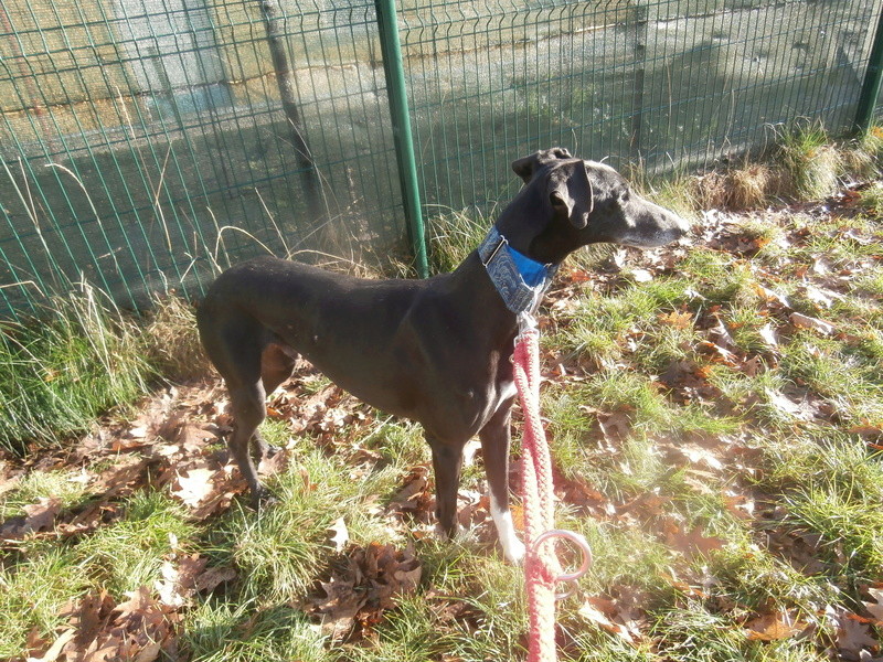 Carlos, galgo noir et un peu de blanc, 4 ans. Réservé P2080011