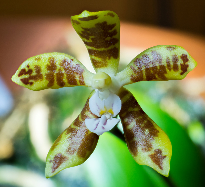 Phalaenopsis viridis 2017-010