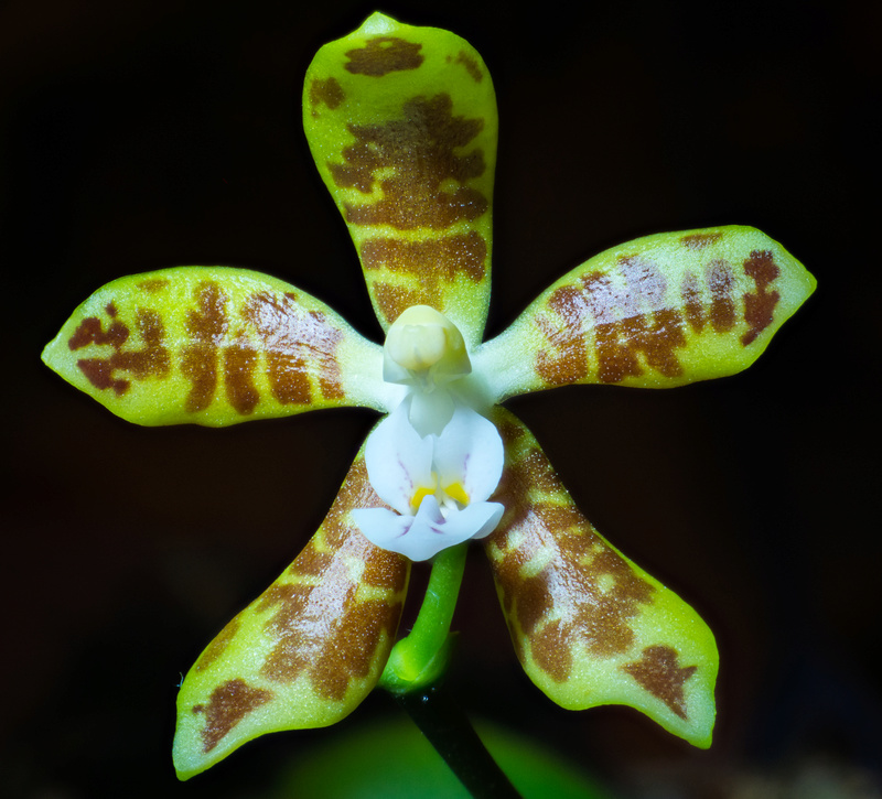 Phalaenopsis viridis 2017-011
