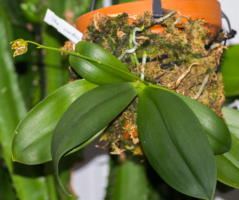 Phalaenopsis viridis P1120010