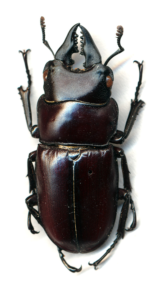 [Prosopocoilus (prosopocoilus) sericornis senegalensis] Lucanidae du Bénin 1 Luc_be12