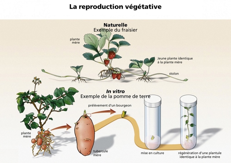 Chapitre 7 La nutrition et la reproduction chez les organismes vivants Biotec10