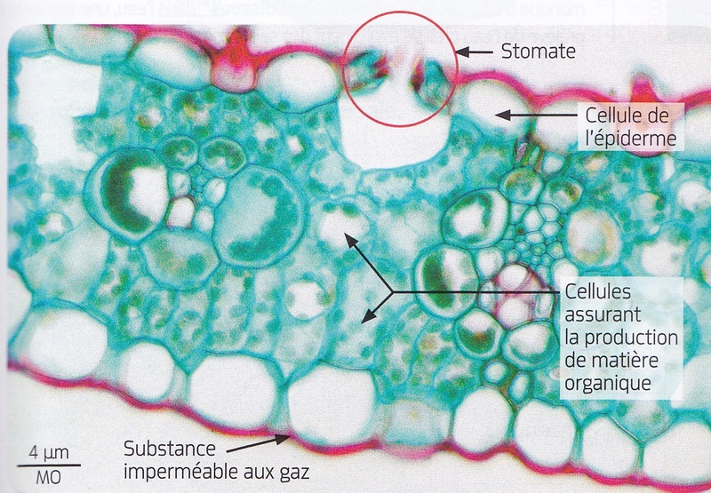 Chapitre 7 La nutrition et la reproduction chez les organismes vivants Coupe_11