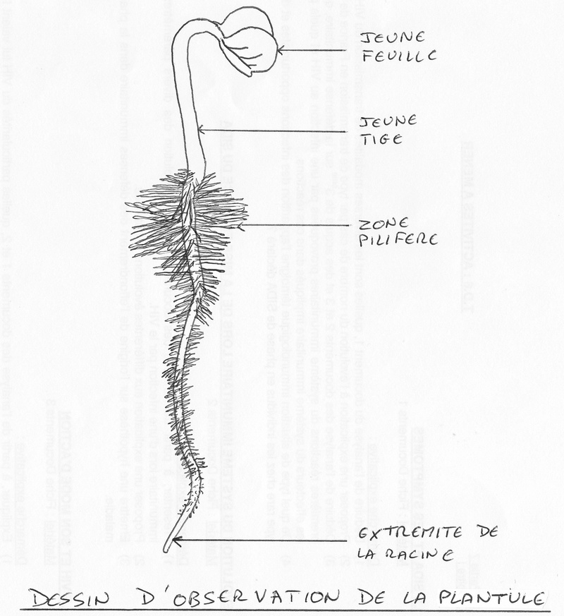 Chapitre 7 La nutrition et la reproduction chez les organismes vivants Dessin10