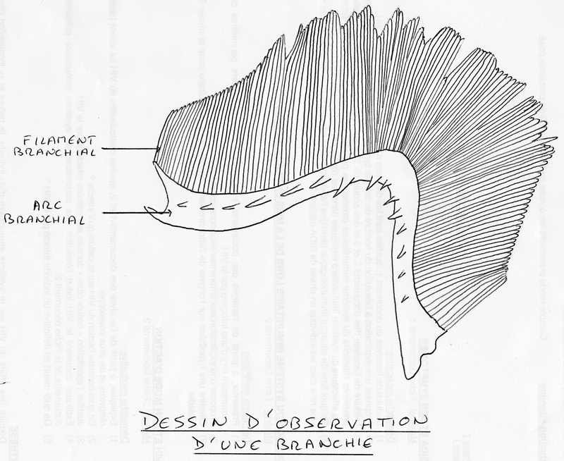 Chapitre 7 La nutrition et la reproduction chez les organismes vivants Dessin12