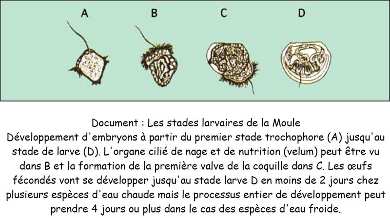 Chapitre 7 La nutrition et la reproduction chez les organismes vivants Moule_11