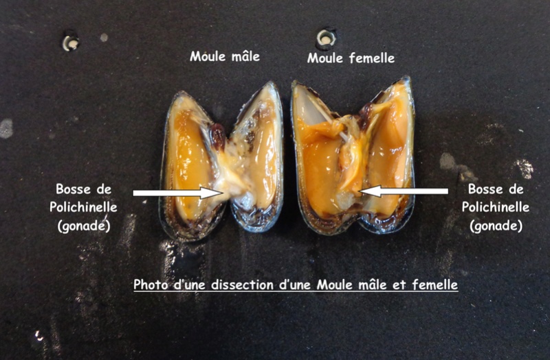 Chapitre 7 La nutrition et la reproduction chez les organismes vivants Moules10