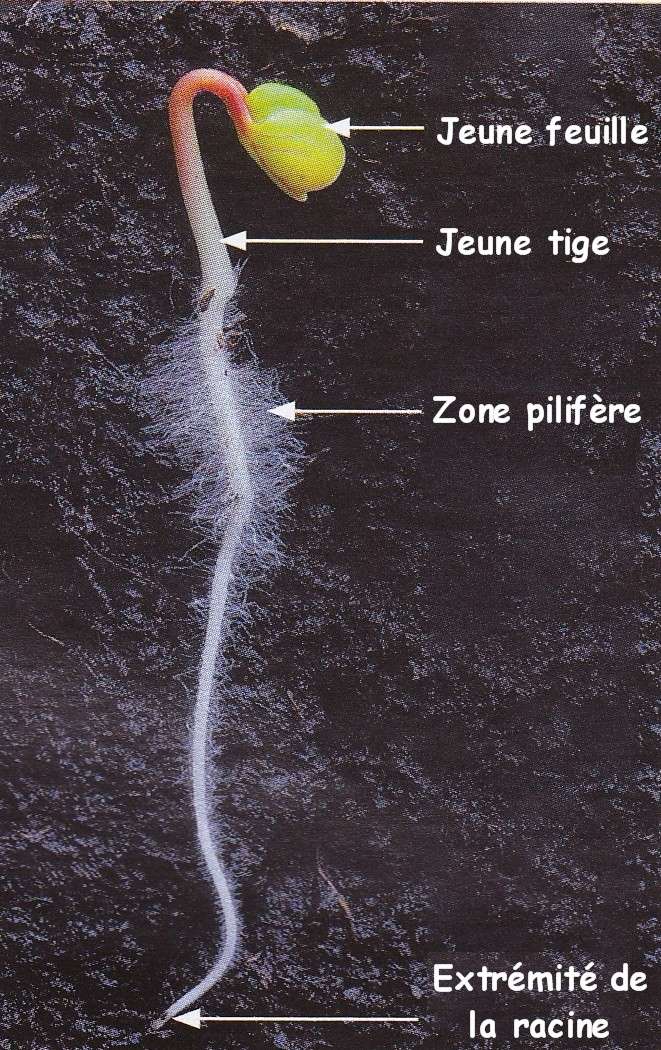 Chapitre 7 La nutrition et la reproduction chez les organismes vivants Plantu11