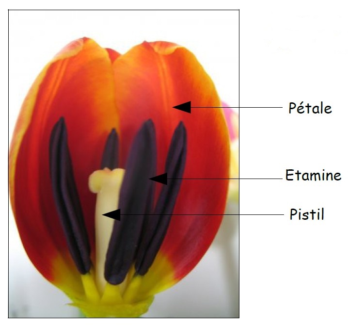 Chapitre 7 La nutrition et la reproduction chez les organismes vivants Tulipe11