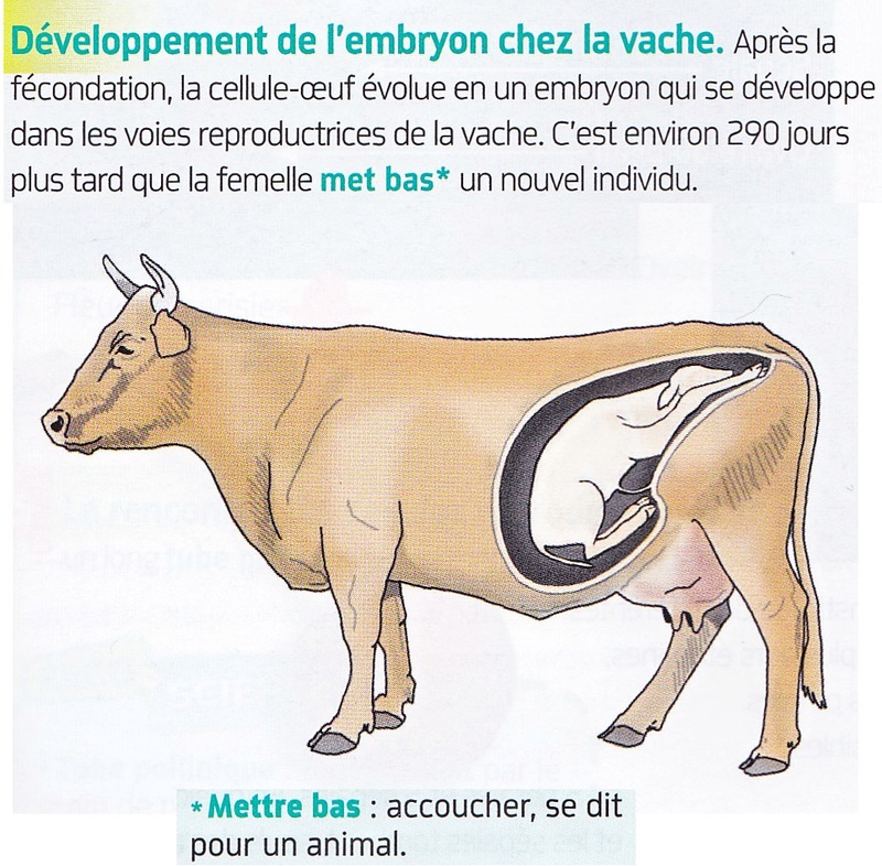 Chapitre 7 La nutrition et la reproduction chez les organismes vivants Uterus10