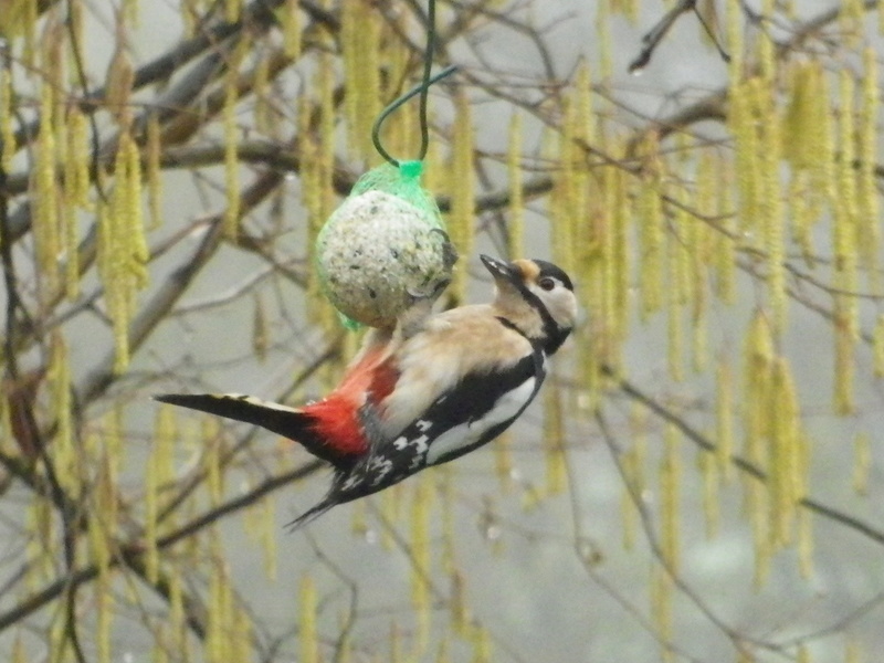 Un petit oiseau perdu dans la froideur.. Oiseau13