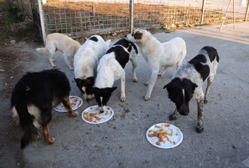 Repas de noël au refuge ! 1314