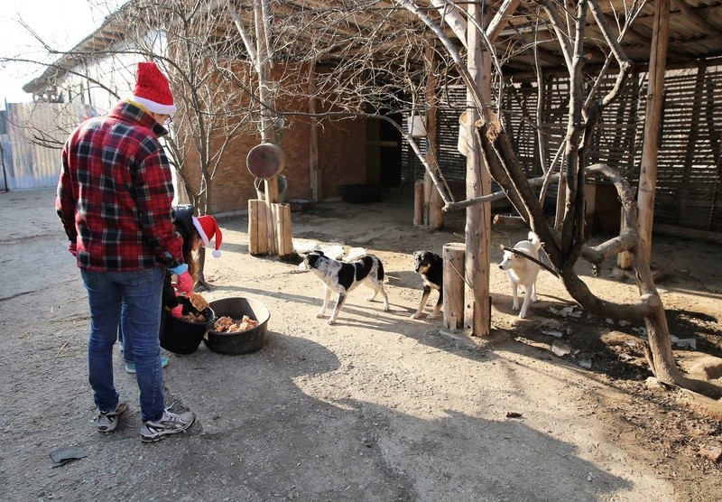 Repas de noël au refuge ! 1712