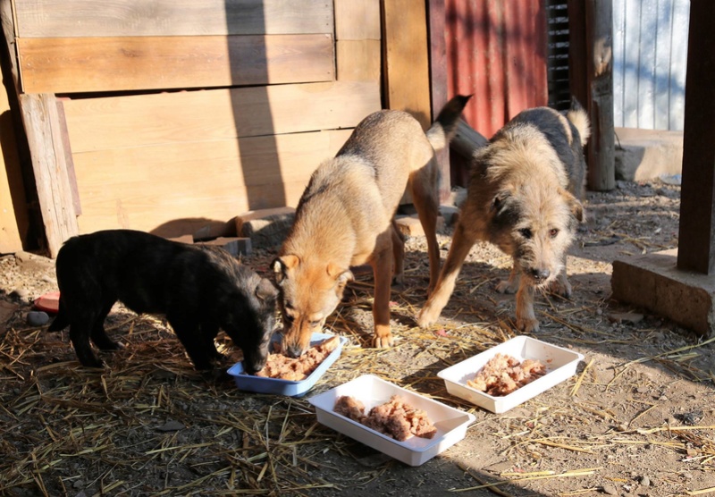 Repas de noël au refuge ! 418