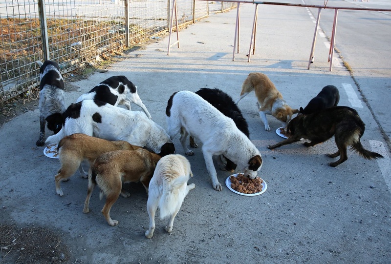 Repas de noël au refuge ! 419