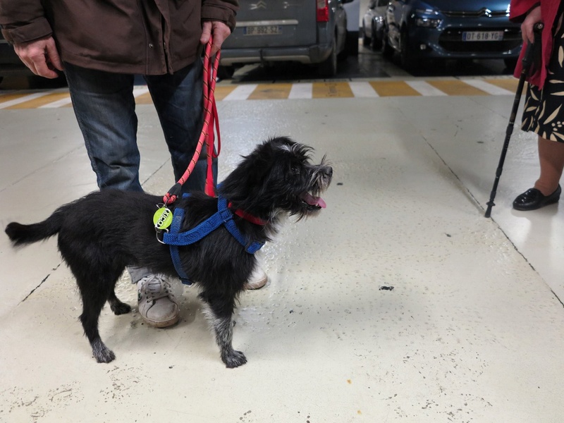 Carlos, chiot né en janvier 2016, petit moustachu  514