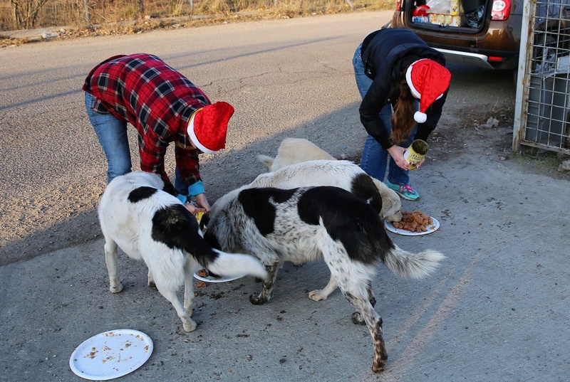 Repas de noël au refuge ! 917