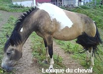 Cheval top pie isabelle