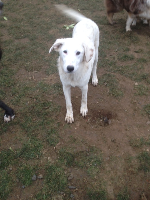 SIBERIA - 2 ans - Asso Remember Me - en fa (Belgique) Photo_21