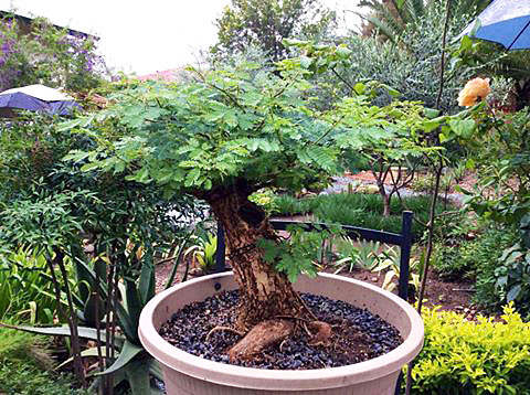 my new acacia Acacia11