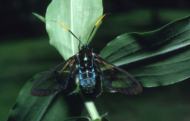 Chasse de nuit en Guyane 63910