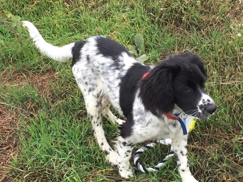 MAYA (Croisée Springer Spaniel) Img_1211