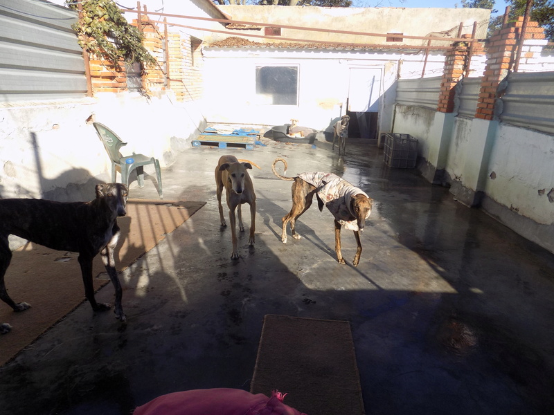 Fiel galgo beige, 4 ans Adopté - Page 2 08210