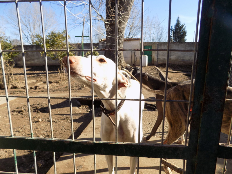 Motor de Melgar galga blanc à l'adoption "scooby France "Adopté  - Page 2 15110