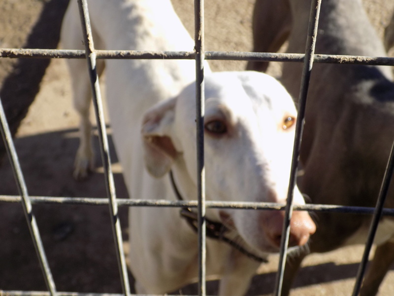 Motor de Melgar galga blanc à l'adoption "scooby France "Adopté  - Page 2 15410