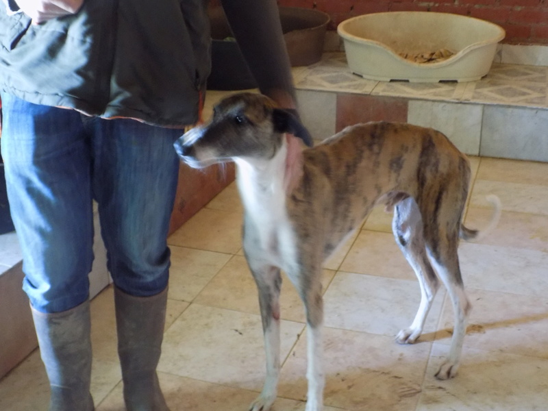 Baco jeune galgo né en 2014 à l'adoption refuge de scooby Adopté 26510