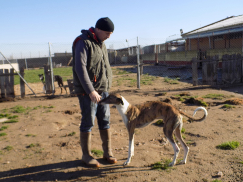 Baco jeune galgo né en 2014 à l'adoption refuge de scooby Adopté  27410