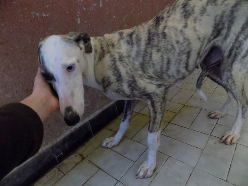 CACHAVERA galga bringée clair yeux verons Scooby France adoptée - Page 2 32210