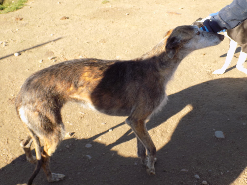 GRANNY superbe galga barbuda 5ans 32810