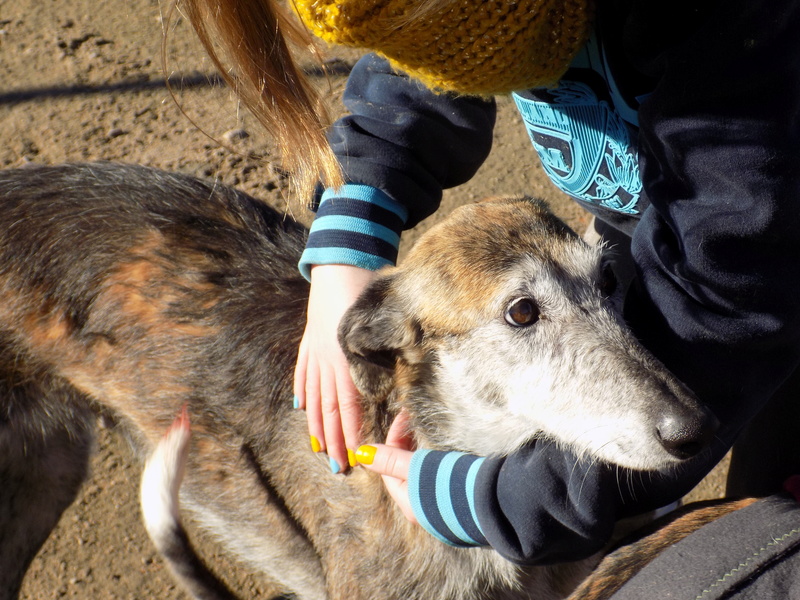 GRANNY superbe galga barbuda 5ans 33410