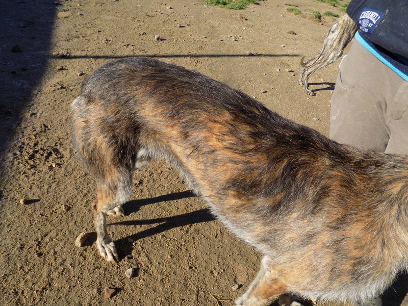 GRANNY superbe galga barbuda 5ans 34510