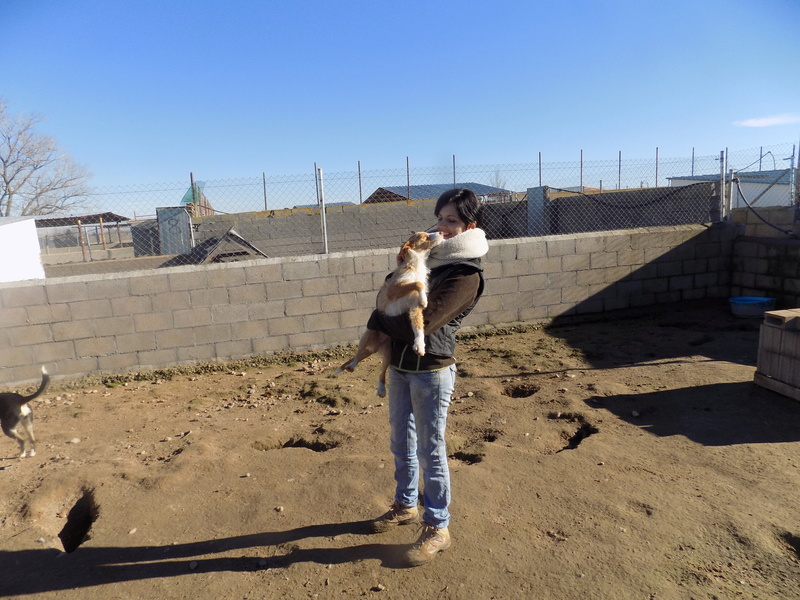 MELOSA petite podenca barbuda,un vrai bonheur ! Scooby France Adoptée - Page 2 49510