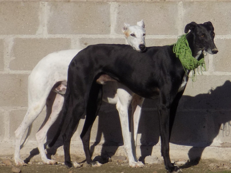 MANCHA galgo male blanc ,3ans  77410