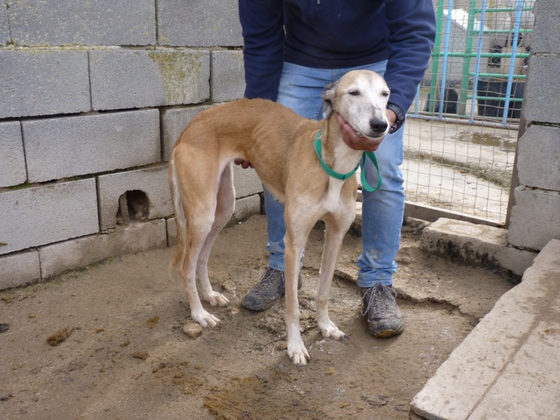 ARIANA mamie galga 10 ans de galere Scooby France Adoptée Ariana14