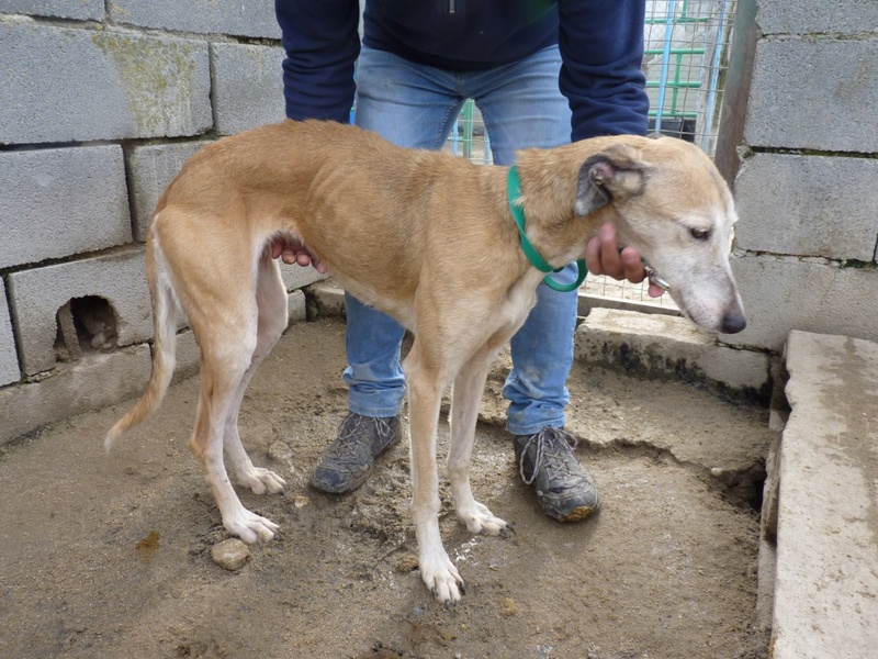 ARIANA mamie galga 10 ans de galere Scooby France Adoptée  Ariana15