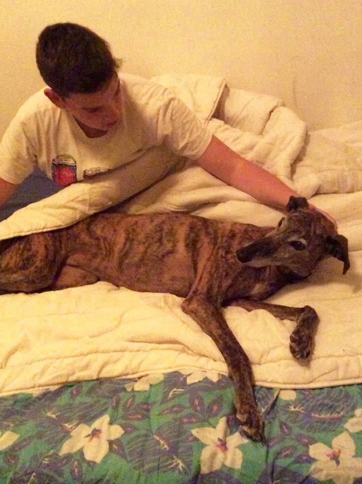ARIEL DOUCE GALGA DE 7ANS Adoptée Ariel110