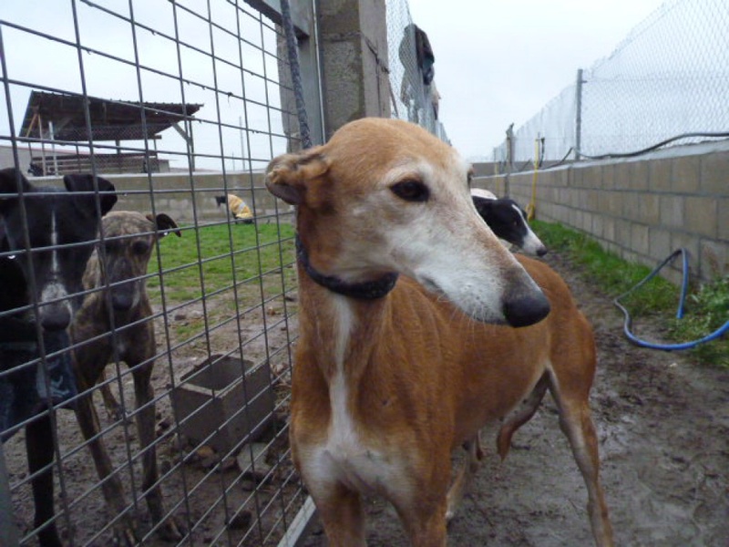 ATAULFA galga de 7ans si touchante Adoptée Ataulf12