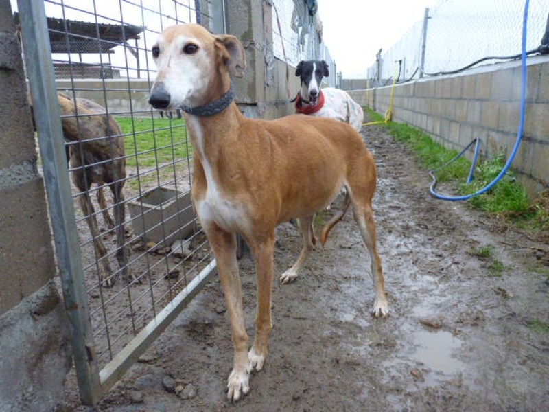 ATAULFA galga de 7ans si touchante Adoptée Ataulf13